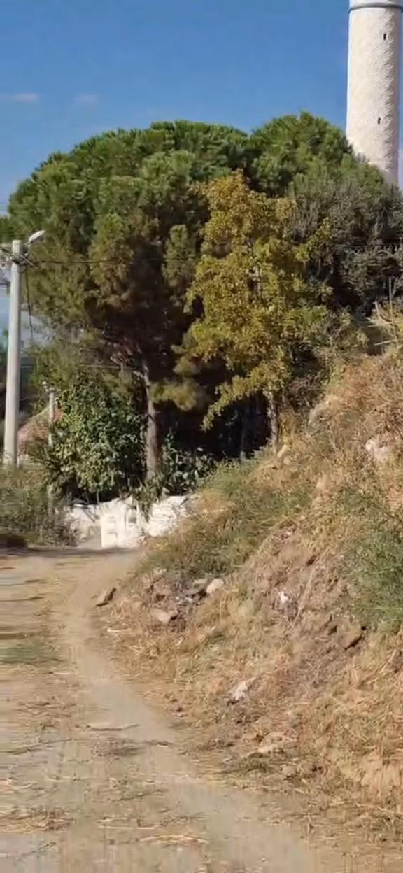 Satılık Köy İçi Zeytinlik 2