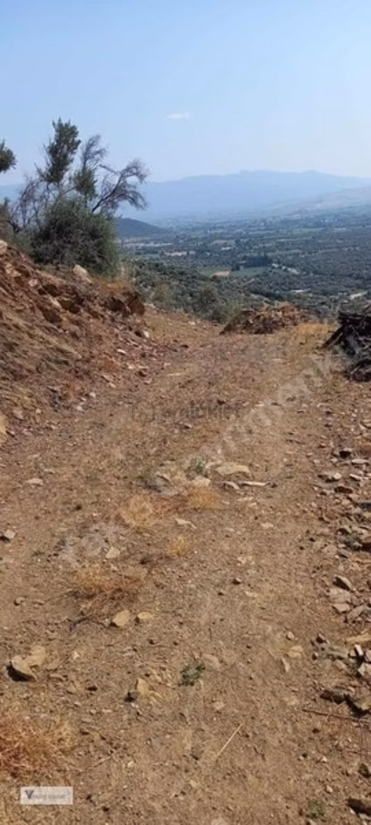 Satılık Tek Tapu Zeytinlik 1
