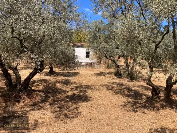 Erdek Atatürk Mahallesinde 3.471 M² Tek Tapu Satılık Zeytinlik 2