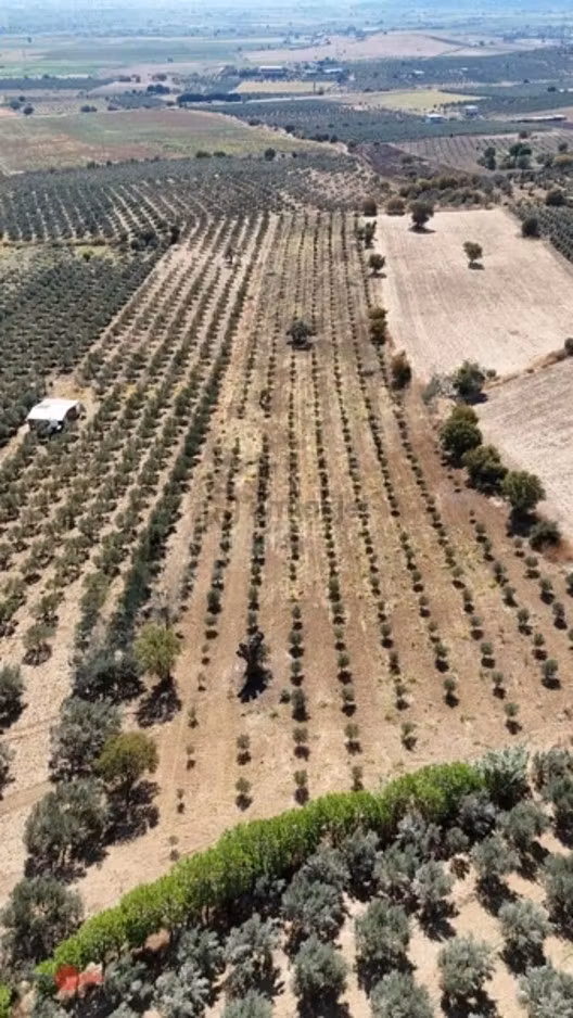 Bergama Kurtuluşta Bergamaya 5 Dak. Satılık Zeytinlik 1