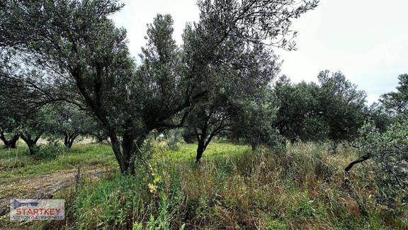 Akhisar Aziosb Tam Karşısı Harika Konumda Asfalt Üstü 1350m2 1