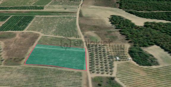 Pamukova'da Satılık 5146 M2 Üzüm Bağı 2
