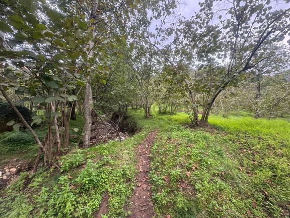 İnanç Emlaktan Giresun Merkez Orhaniye Köyünde Batlama Deresine Cepheli Kiralık Bahçe (arsa & Yer)) 2