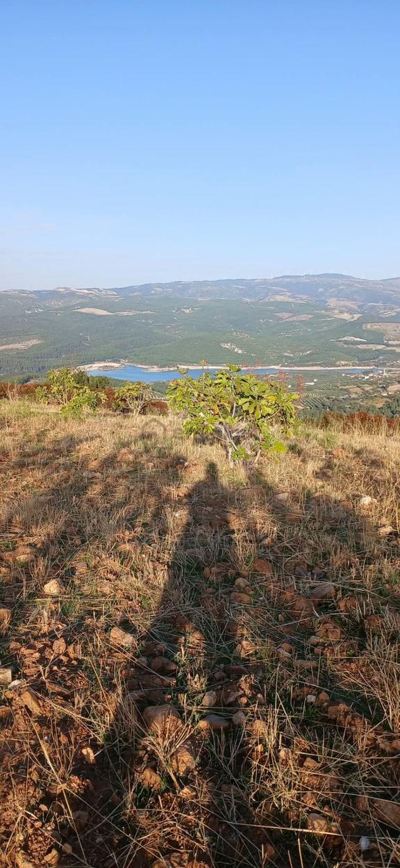 Karacasu Alemler'de 5600 M² Doğa Manzaralı Satılık Tarla 2