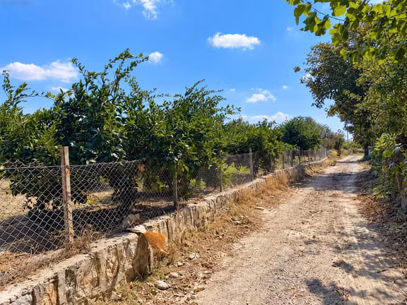 Seferihisar Ulamışta 4.915 M² Müstakil Tapulu Mandalina Bahçesi 1