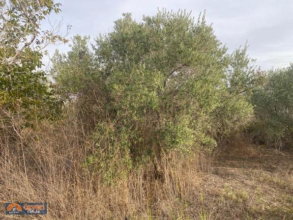 Antalya Serik Yukarıkocayatak,da 1595msatılık Zetin Bahcesi 2