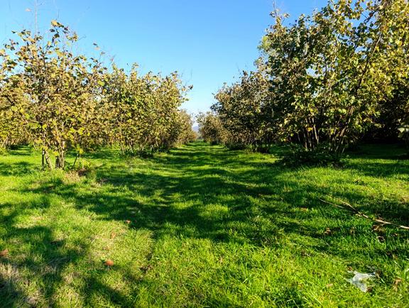 Develi Besni Köyü'nde Organize Sanayi Sınırında 27.207 M2 Satılık Fındık Tarlası 1