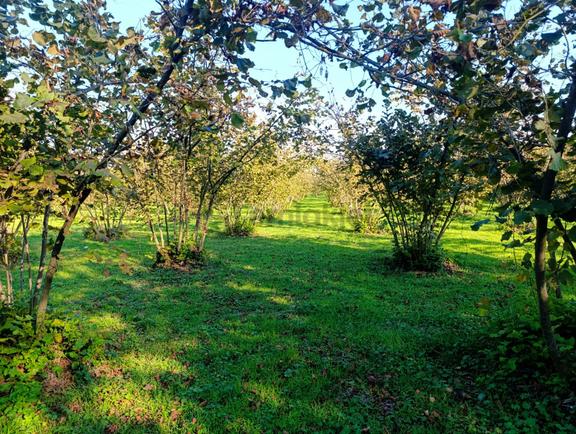 Develi Besni Köyü'nde Organize Sanayi Sınırında 27.207 M2 Satılık Fındık Tarlası 2
