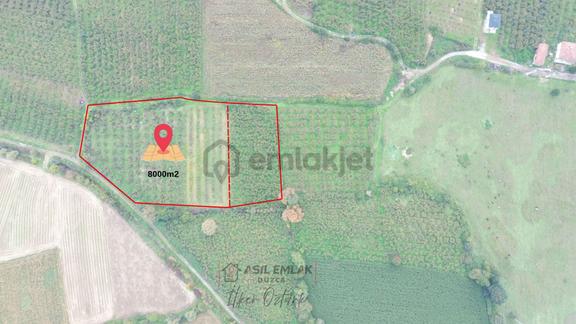 Asil Emlak | Yayakbaşı Köyünde 8000m2 Satılık Hisseli Tarla 2