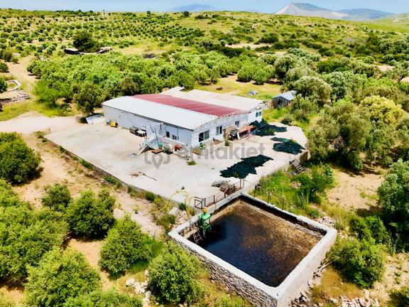 Çeşme Ildır'da Satılık 47 Dönüm Tarla Ve Zeytin Yağı Fabrikası 1
