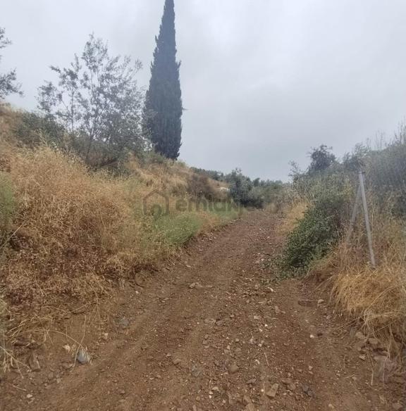 Kemalpaşa Yiğitler'de 300 Adet Fidanlı Satılık Zeytinlik 2