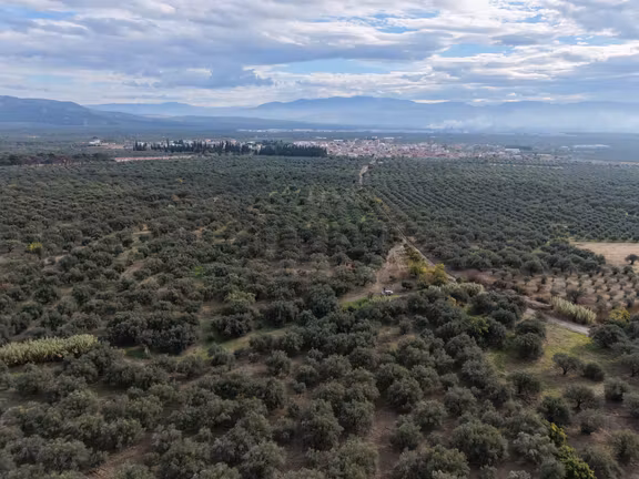 Akhisar Süleymanlıda 360 M² Tek Tapu Zeytinlik Uygun Fiyatlı! 2