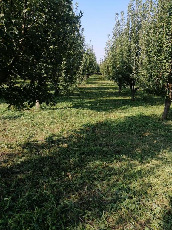 Amasya Duruca Köyünde Satılık Meyve Bahçesi 1