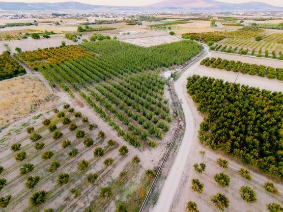 Çivril-menteş Mahallesinde 13.900m2 Verilmli Kayısı Bahçesi..!!! 1