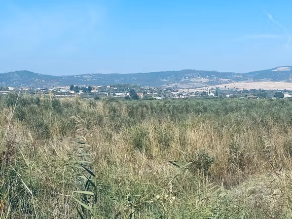 Manisa Yunusemre Gülbahçe'de Köye Yakın 175 Dönüm Zeytinlik 1