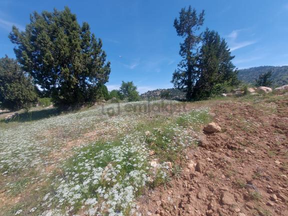 Sahibinden Denizli Çameli Kınıkyeri Mah. 271 Mt2 Satılık Tarla 2