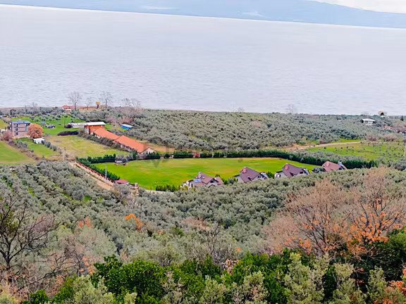Bursa Orhangazi 1.733 M² Yatırıma Uygun Satılık Zeytinlik 1