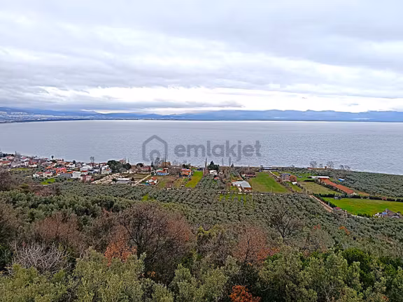 Bursa Orhangazi 1.733 M² Yatırıma Uygun Satılık Zeytinlik 2