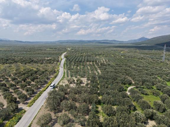 Manisa Akhisar Efem Gayrimenkulden 1078 M2 Satılık Zeytinlik 2