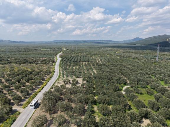Manisa Akhisar Efem Gayrimenkulden 1078 M2 Satılık Zeytinlik 1