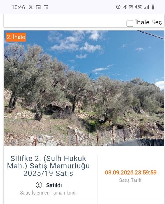 9 Adet Zeytin Ağacı Olan 1