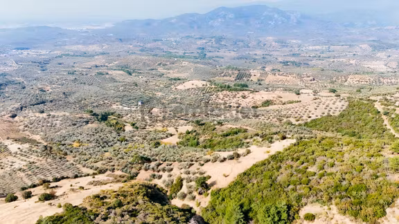 Koçerlerden Tepeoba Köyünde 13159m2 Satılık Zeytinlik 2