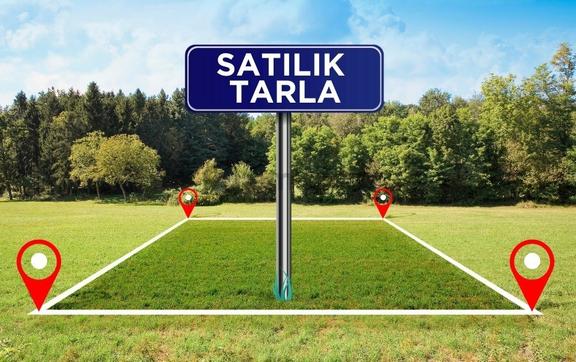 Bayındır Söğütören'de Satılık Verimli Zeytinlik 1