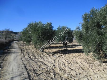 Fatih Emlaktan Satlık Zeytinlik