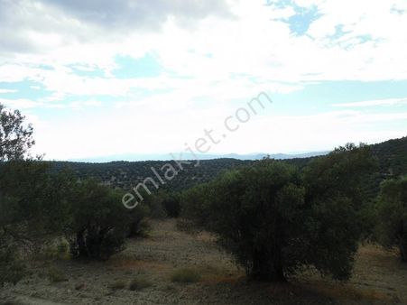 Ayvada Dan Ayvalık Mutlu Da 56 Dönüm Bakımlı Zeytinlik