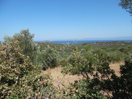 Ayvada Dan Sakarya Da Deniz Manzaralı 7.5 Dönüm Zeytinlik