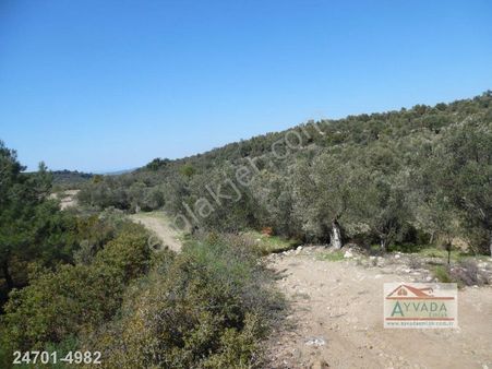 Ayvada Dan Ayvalık Mutlu Da Deniz Manzaralı Bakımlı Zeytinlik