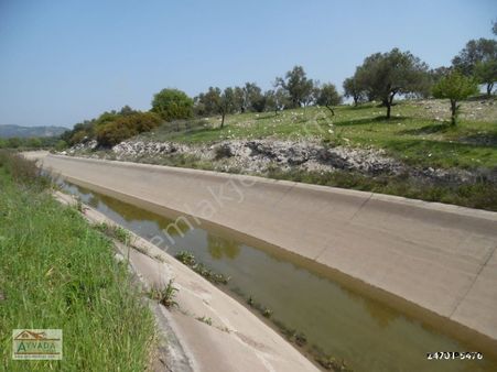 Ayvada Dan Ayvalık Da 30 Dönüm Bakımlı Zeytinlik