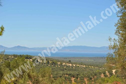 Ayvada Dan Ayvalık'ta Bakımlı Zeytinlik