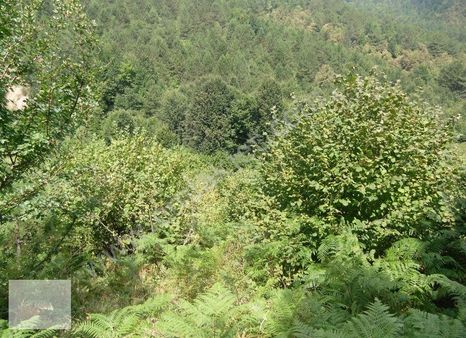 Adapazarı Soğuksuda 17000 M2 Mükemmel Fındık Tarlası