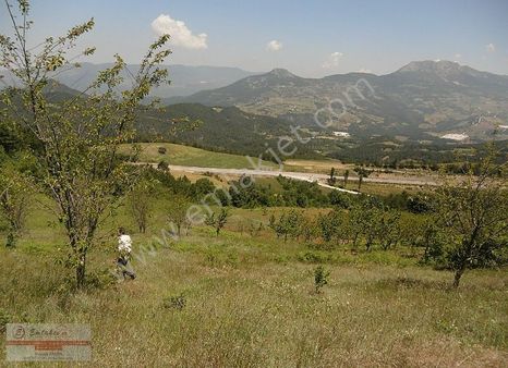 Gevye Soğuksuda 8200 M2 Vişne Bahçesı Doga Harıkası