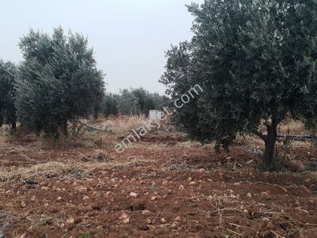 Babacandan Satılık Köy Ve Çiftlik