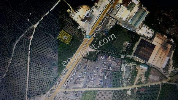Orhangazi De Ticari İmar Bandında Satılık Zeytinlik