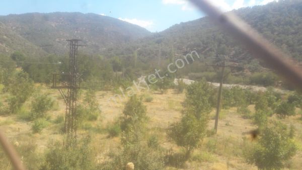 Güzeltepe Köyü Yola Sıfır Düz Ceviz Tarlası