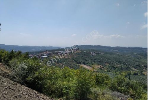 Akyalı Emlaktan Mirzaoba Mahallesinde Satılık Bahçe