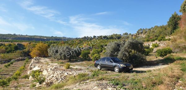 Erdemli Çiftepınar Mah Satılık Limon Bahçesi