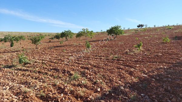 Fatih Emlaktan Kocatepede Satlık Fıstıklık