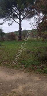 Ayvalık Bağyüzü Köyünde Müfrez Bağ