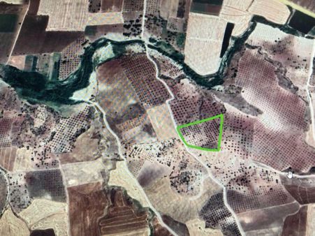 Sb Gayrimenkul'den Kavşakda Yüksek Konumlu Zeytinlik