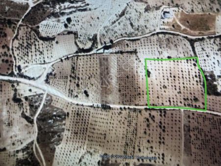 Sb Gayrimenkul'den Oğuzeli Bulduk Da Zeytin