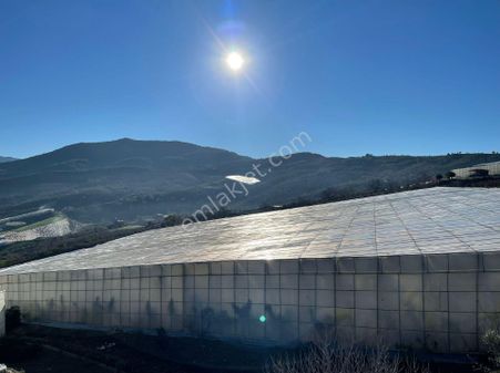 !!kaçırılmaz Yatırım Fırsatı Kurulu Düzen Muz Serası!!