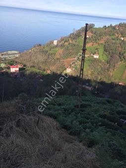 Çayeli Kesmetas Orta Mahallede Satılık 9300m2 Caylik Arazi