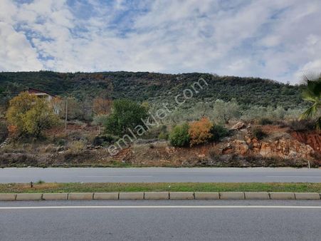 Anchor Gayrimenkul'den Gazipaşa Da Antalya Asvaltına Sıfır Zeytinlik.