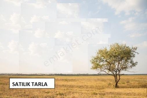 Denizli Sarayköy Sazak’ta Satılık Zeytin Bahçesi