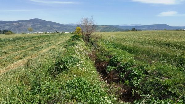 Milas Kıyıkışlacık Yolu Üzerinde Verimli 26852 M2 Satılık Arazi