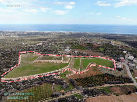 Erdemli Batısandalda Satılık 20 Dönüm Keçiboynuzu (harnup) Bahçesi